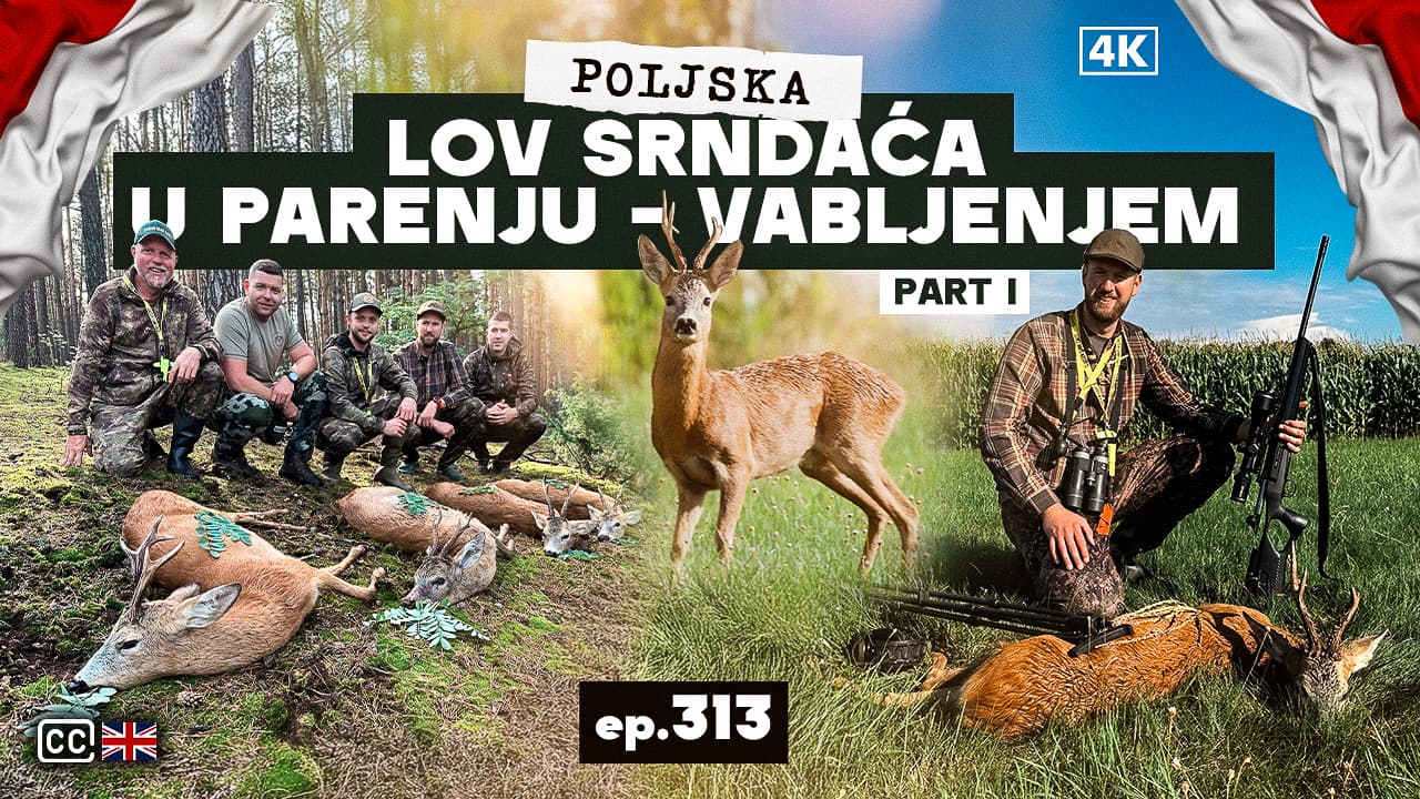 Poljska - Lov Srndaća u Parenju 4K/ Poland Roebuck hunting in the Rut 4K E313