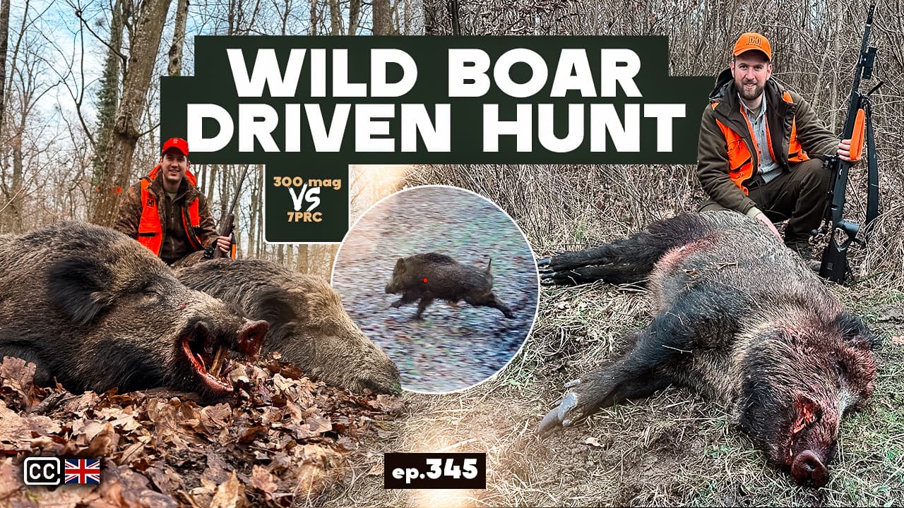 Pogonski lov na divlje svinje/Wild boar driven hunt-Croatia