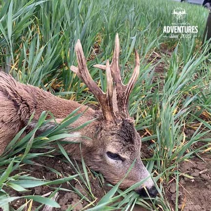 All Inclusive Lov Srndaća u Mađarskoj (no limit)