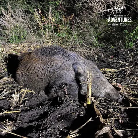 All Inclusive Lov Srndaća u Mađarskoj (no limit) 2