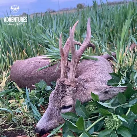 All Inclusive Lov Srndaća u Mađarskoj (no limit) 3