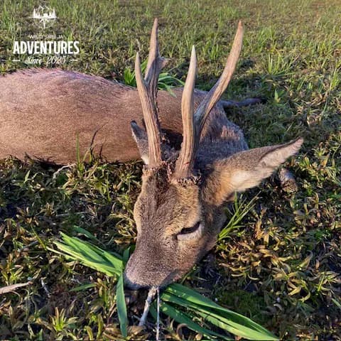 All Inclusive Lov Srndaća u Mađarskoj (no limit) 4