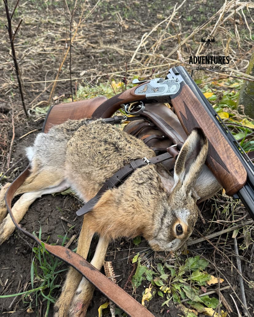 Lov na Zeca Potkovicom u Vojvodini