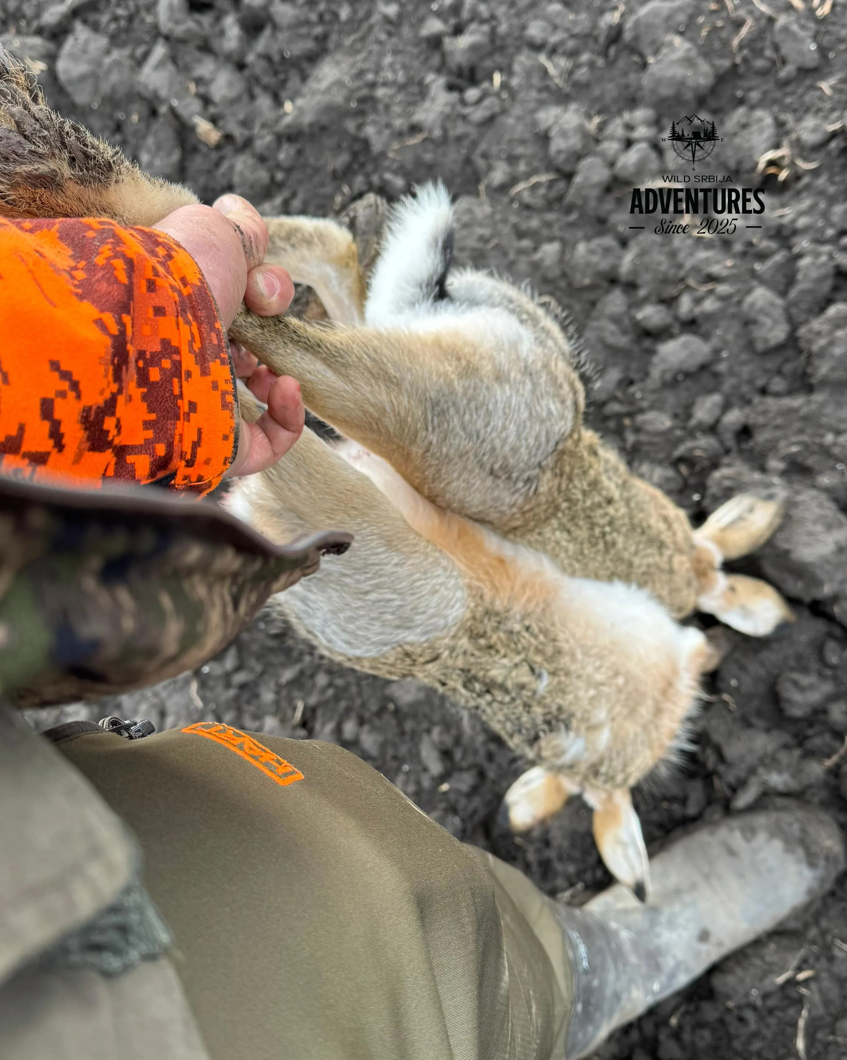 Lov na Zeca Potkovicom u Vojvodini 4