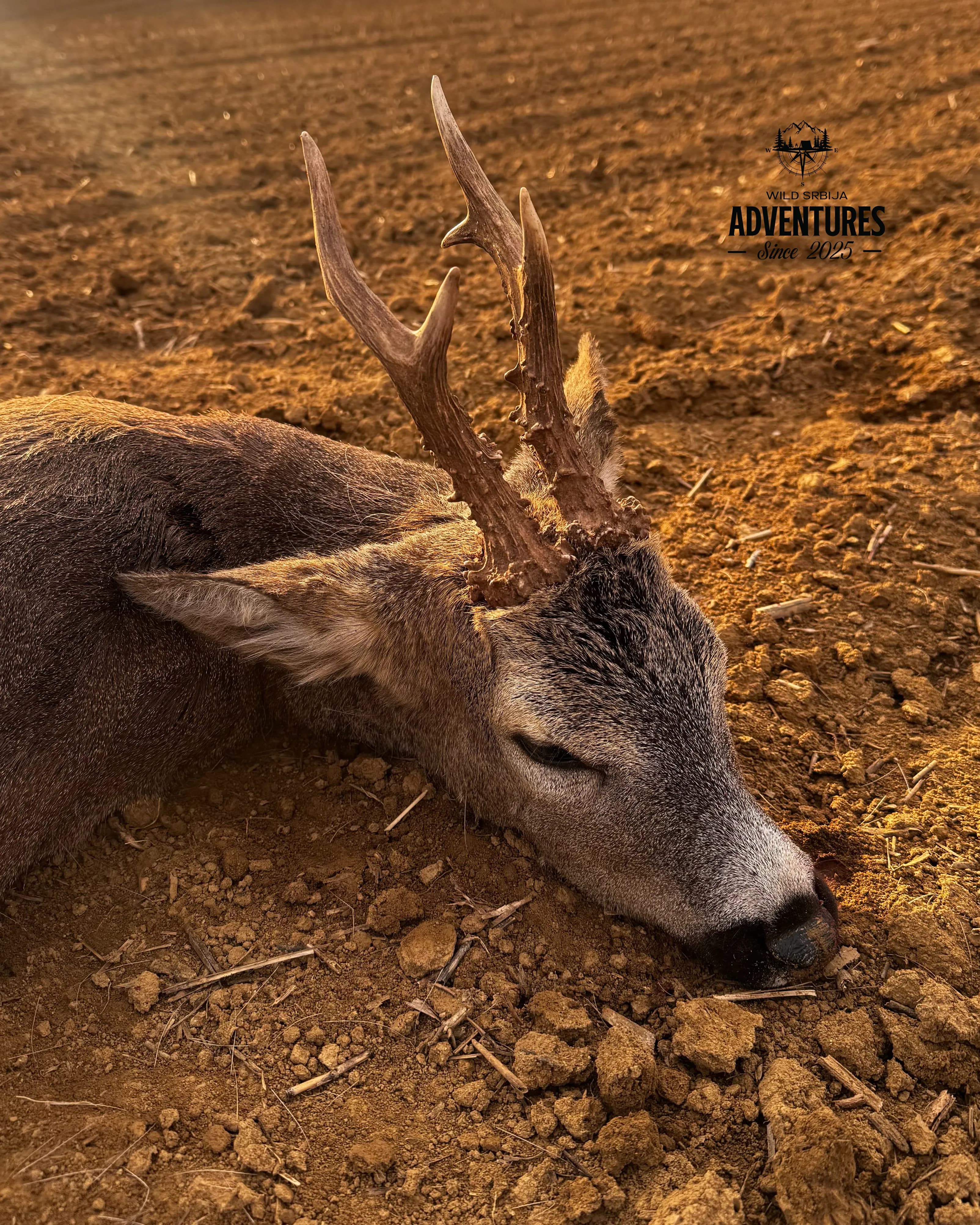 All Inclusive Lov Srndaća u Mađarskoj (no limit) 7