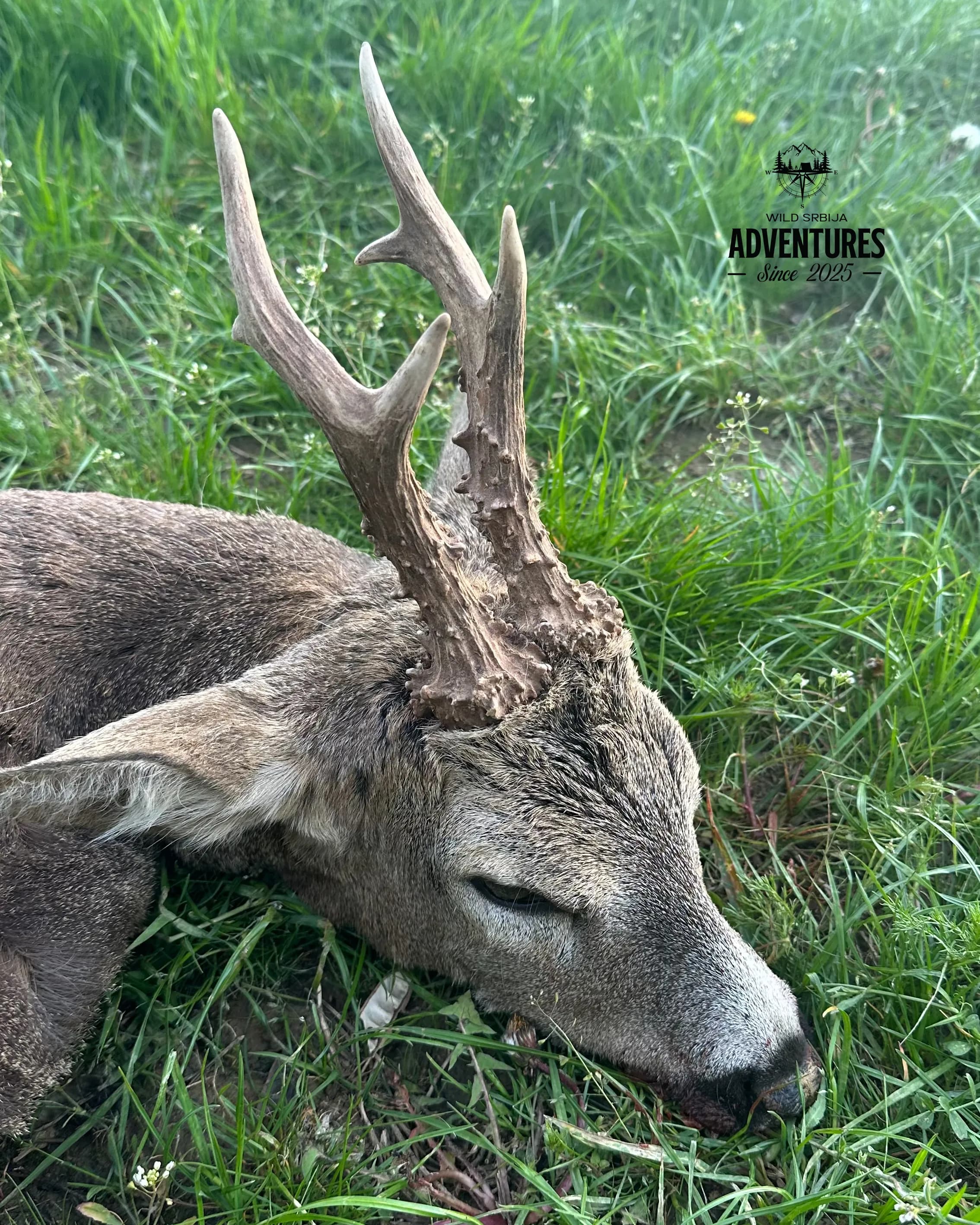 All Inclusive Lov Srndaća u Mađarskoj (no limit) 9