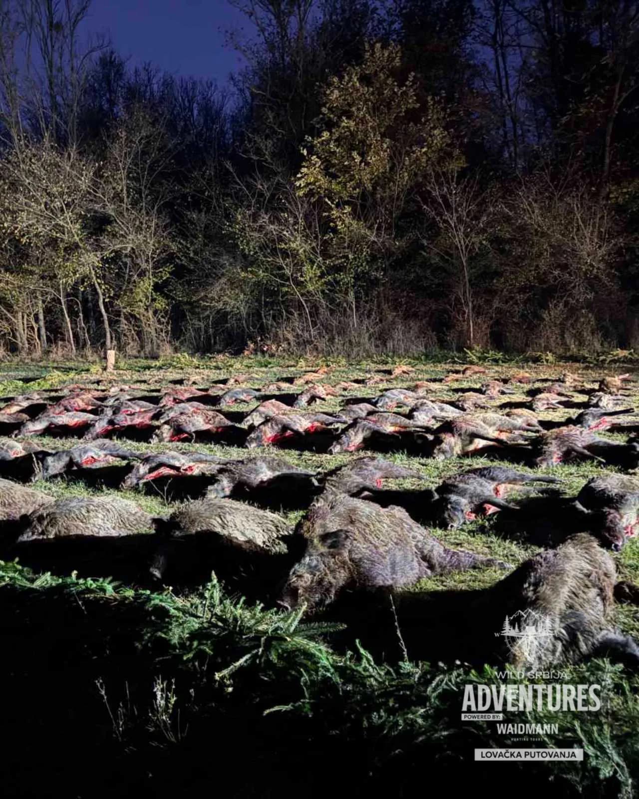 VIP Pogonski Lov na Divlje svinje - Zatvoreno lovište