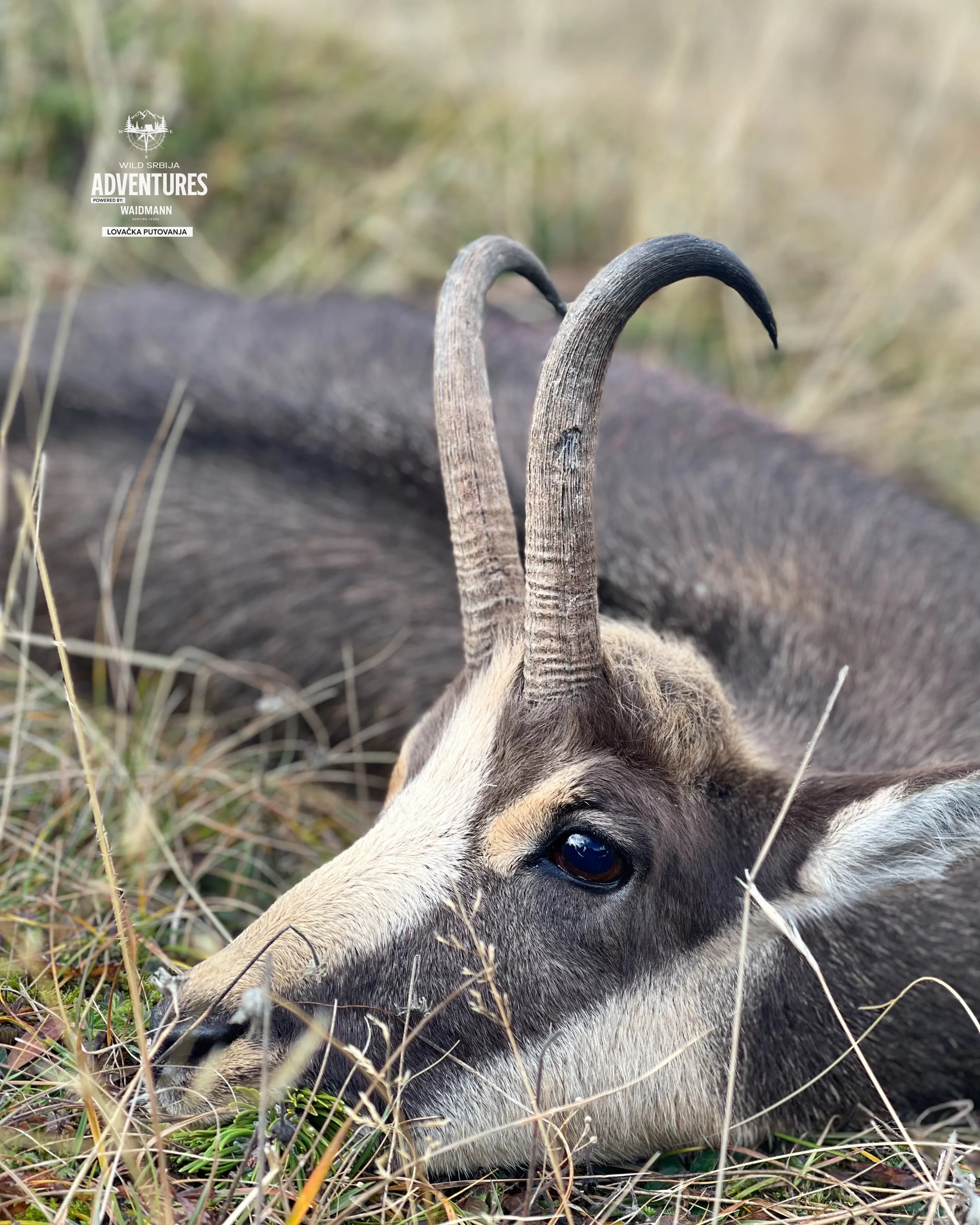 Planinski Lov Divokoze u Republici Srpskoj u 2026/2027