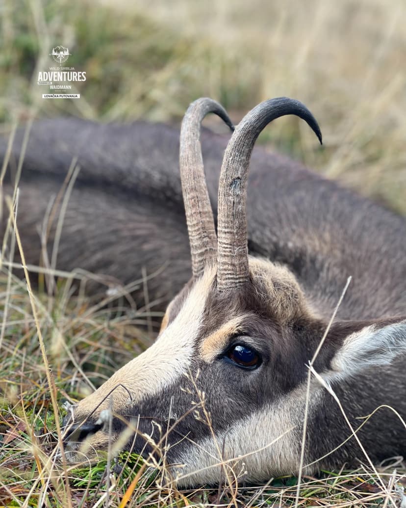 Planinski Lov Divokoze u Republici Srpskoj u 2026/2027