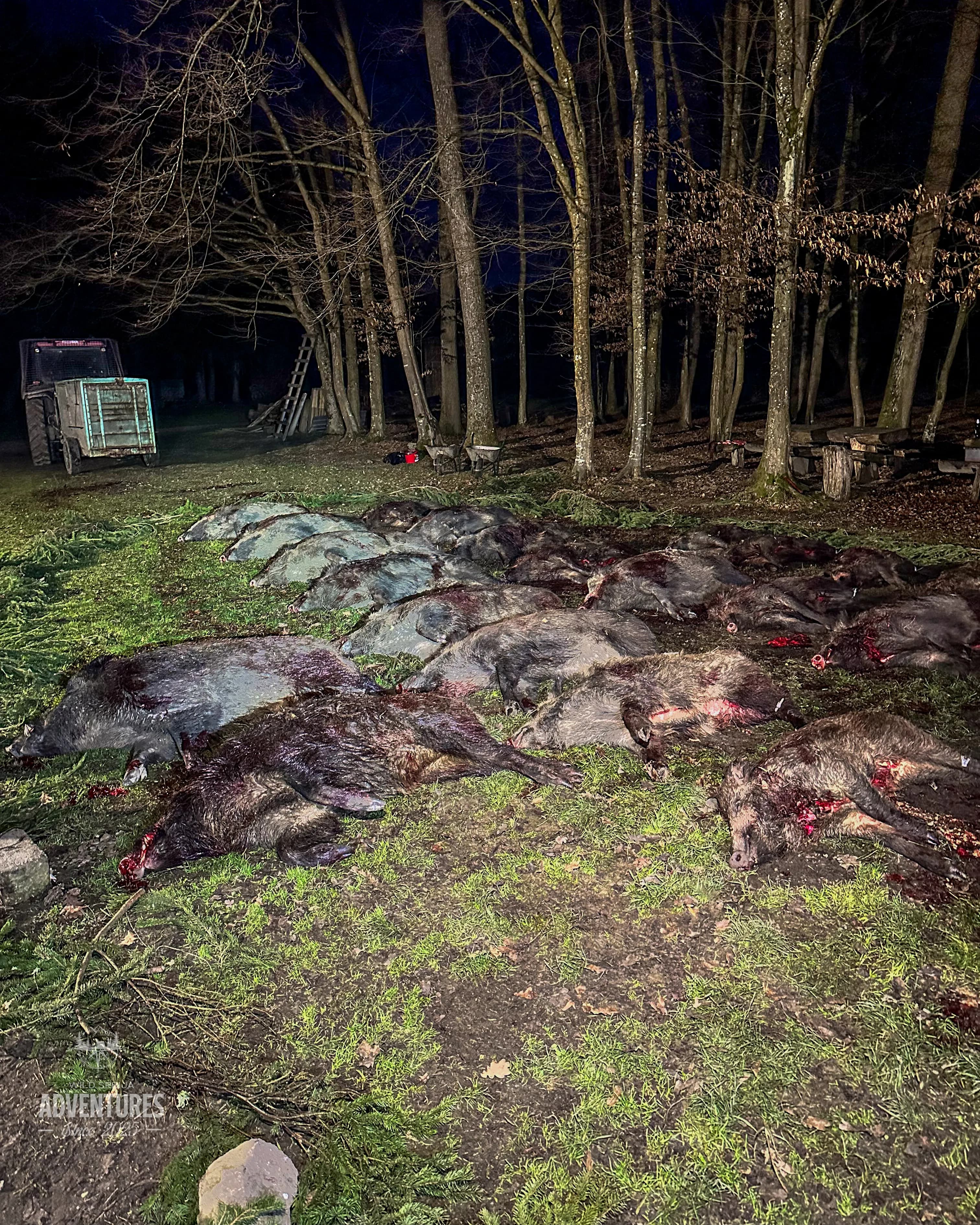 Pogonski Lov na Divlje Svinje - Hrvatska 31.01.2026.