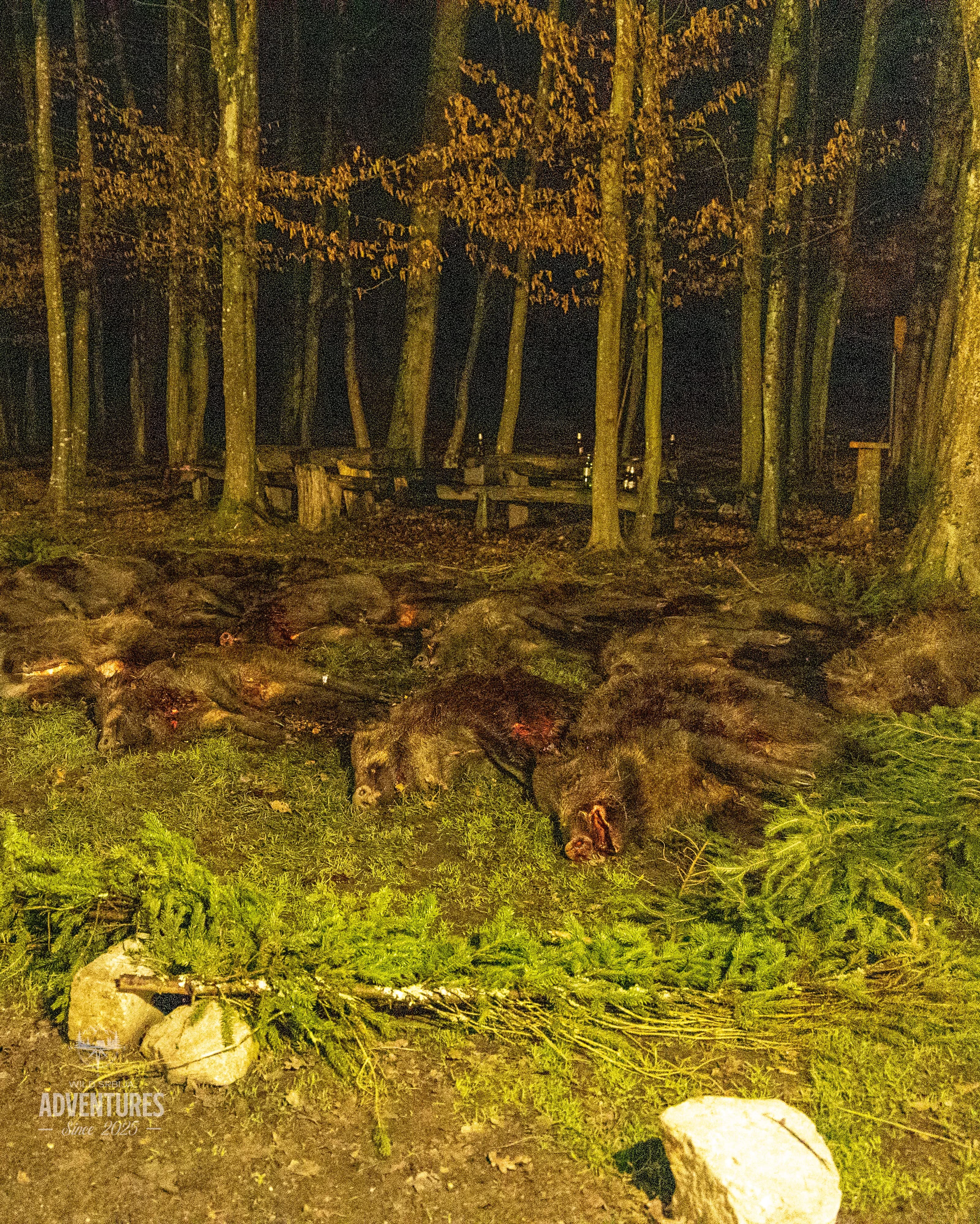 Pogonski Lov na Divlje Svinje - Hrvatska 31.01.2026. 4