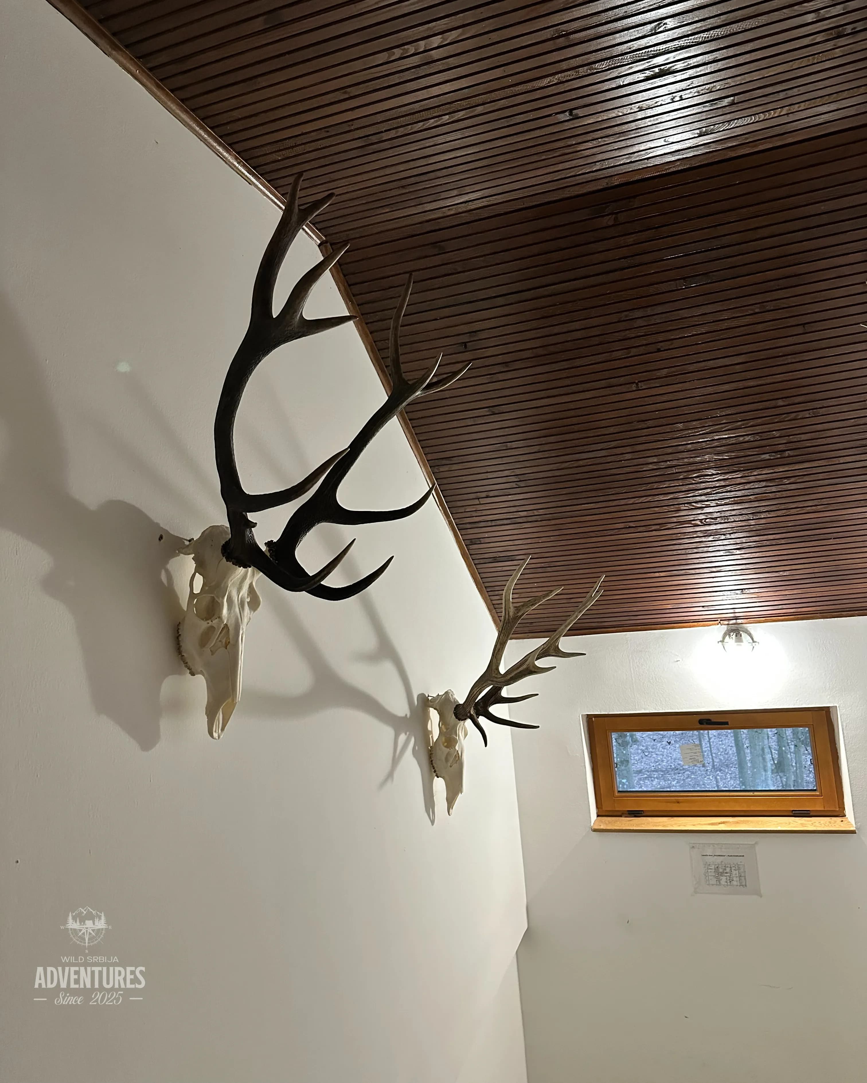 Pogonski Lov na Divlje Svinje - Hrvatska 31.01.2026. 9