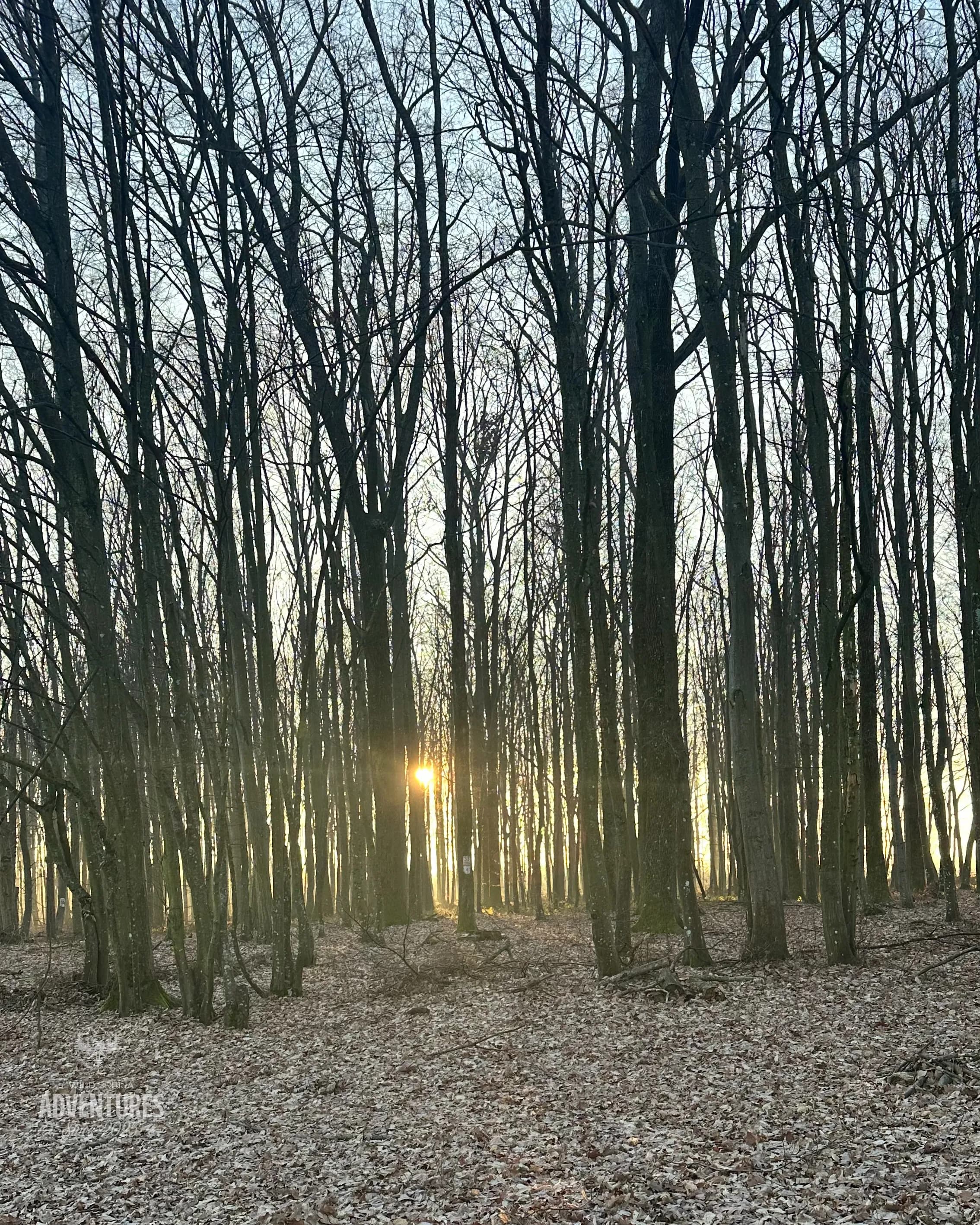 Pogonski Lov na Divlje Svinje - Hrvatska 31.01.2026. 10
