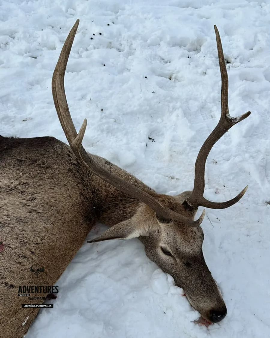 Lov Jelena Lopatara/Muflona/Evropskog Jelena - Madjarska 8