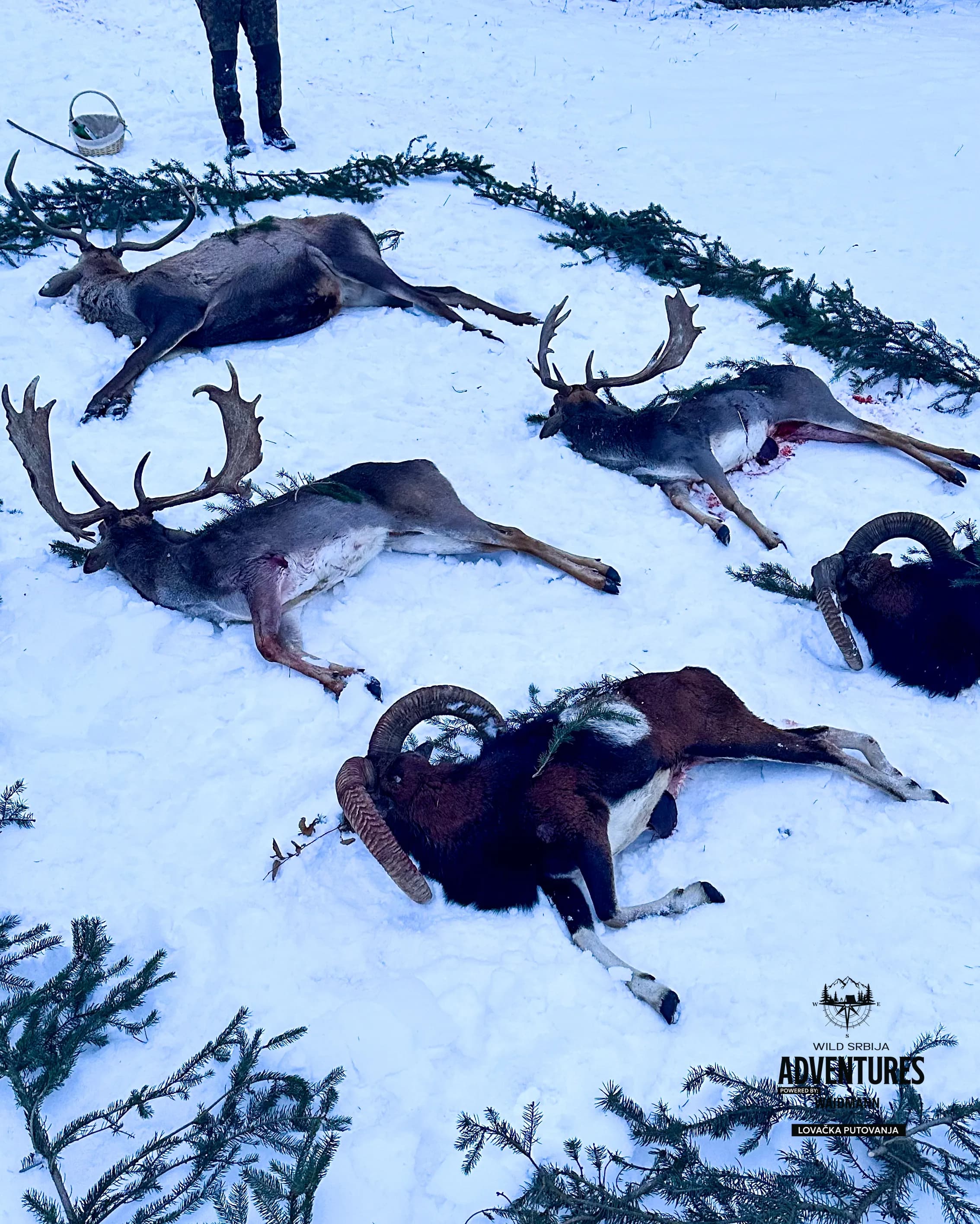 Lov Jelena Lopatara/Muflona/Evropskog Jelena - Madjarska 9