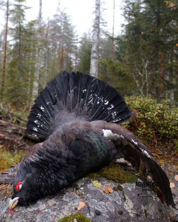 Lov Tetreba - Bosna i Hercegovina  3