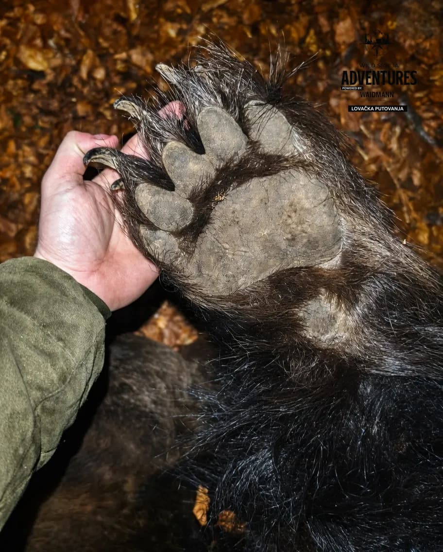 Lov Medveda čekanjem sa toplih čeka (All inclusive) - nonexportable trophy 5