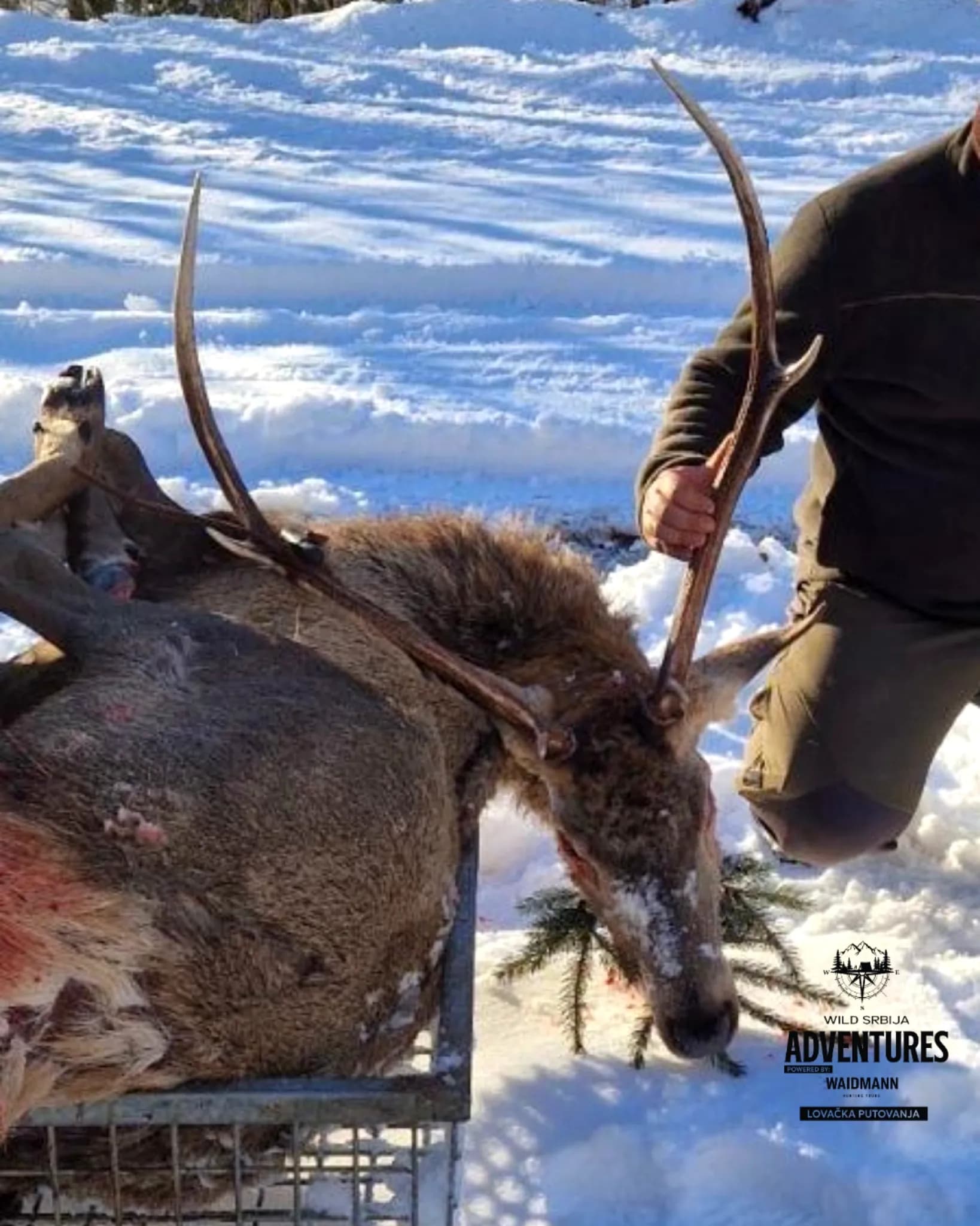 Lov Evropskog Jelena - Slovenija - Selekcija - All inclusive 3