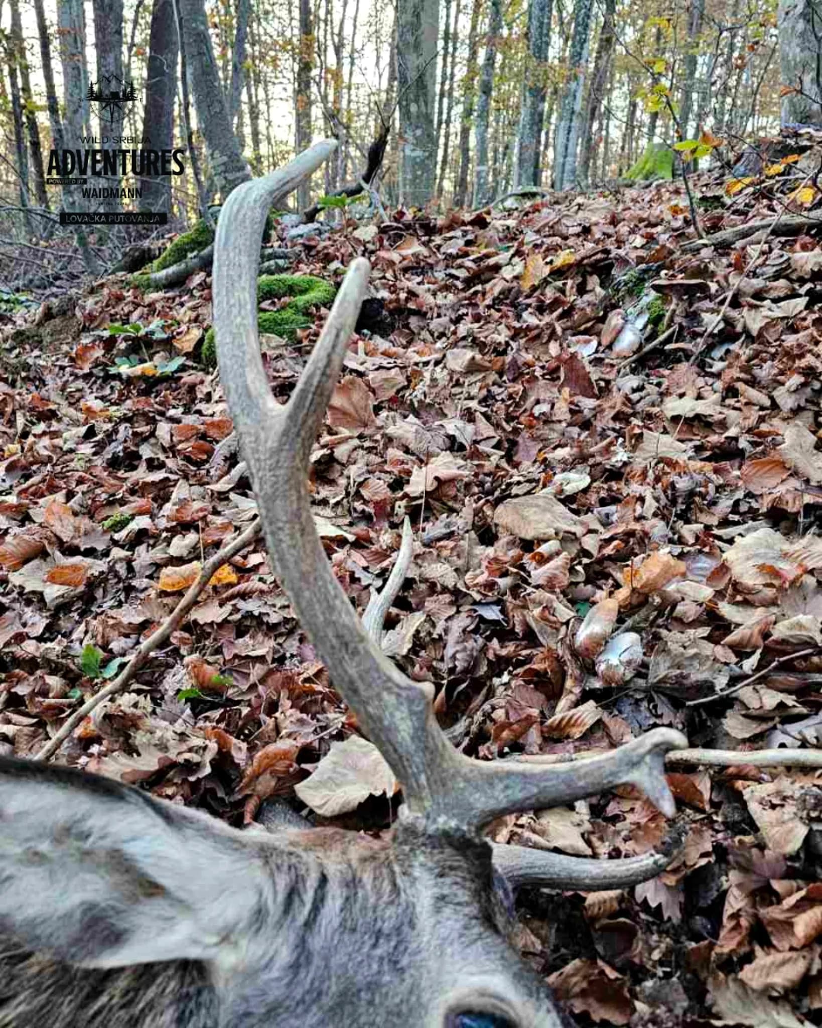 Lov Evropskog Jelena - Slovenija - Selekcija - All inclusive 5