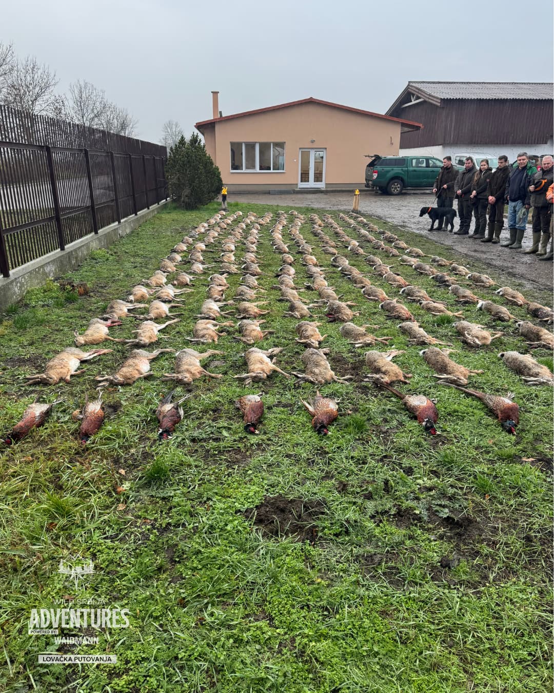Lov zeca Potkovicom (Dan sa 100+ Zečeva) 2