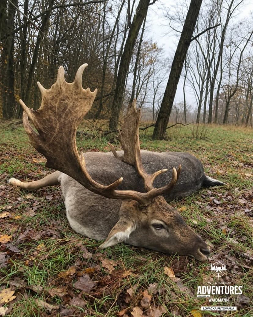Lov Kapitalnih Jelena Lopatara (3,5+ kg) u Rici (Oktobar 26). 