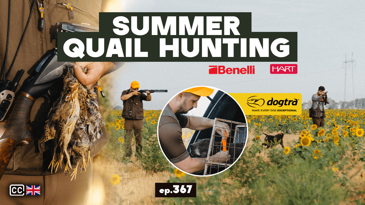 Letnji lov prepelica/Summer Quail Hunting ep. 367