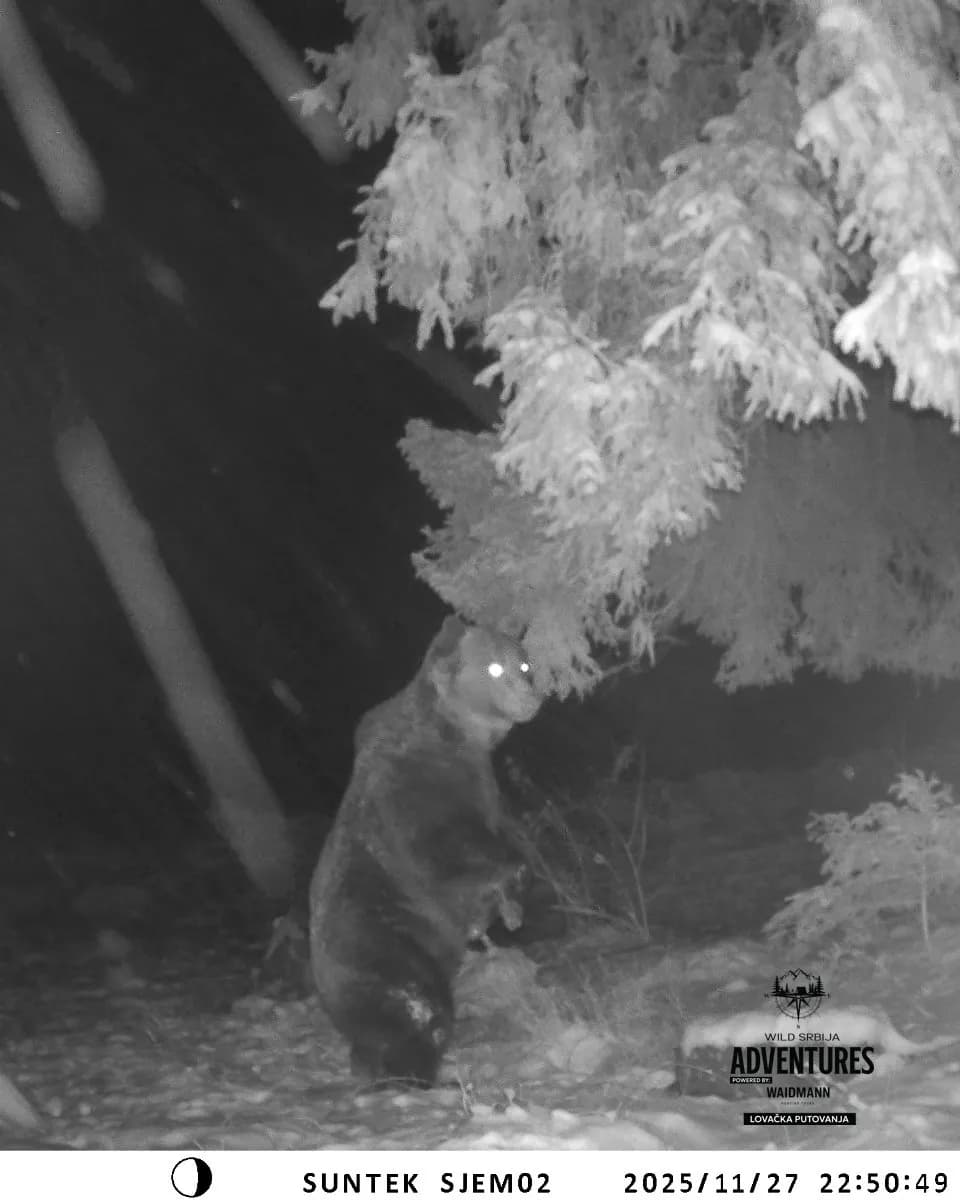 Lov Medveda čekanjem sa toplih čeka - nonexportable trophy 7