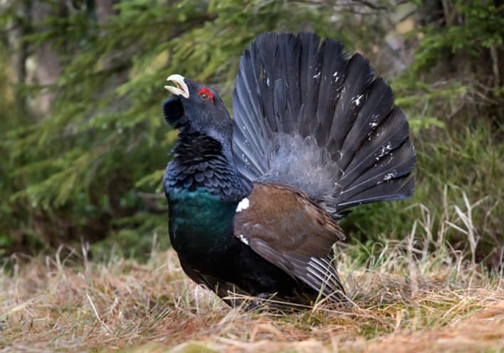 Lov Tetreba - Bosna i Hercegovina