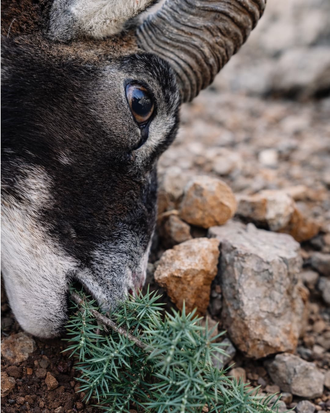 Lov Muflona - Hrvatska (primorje) - No Limit 3