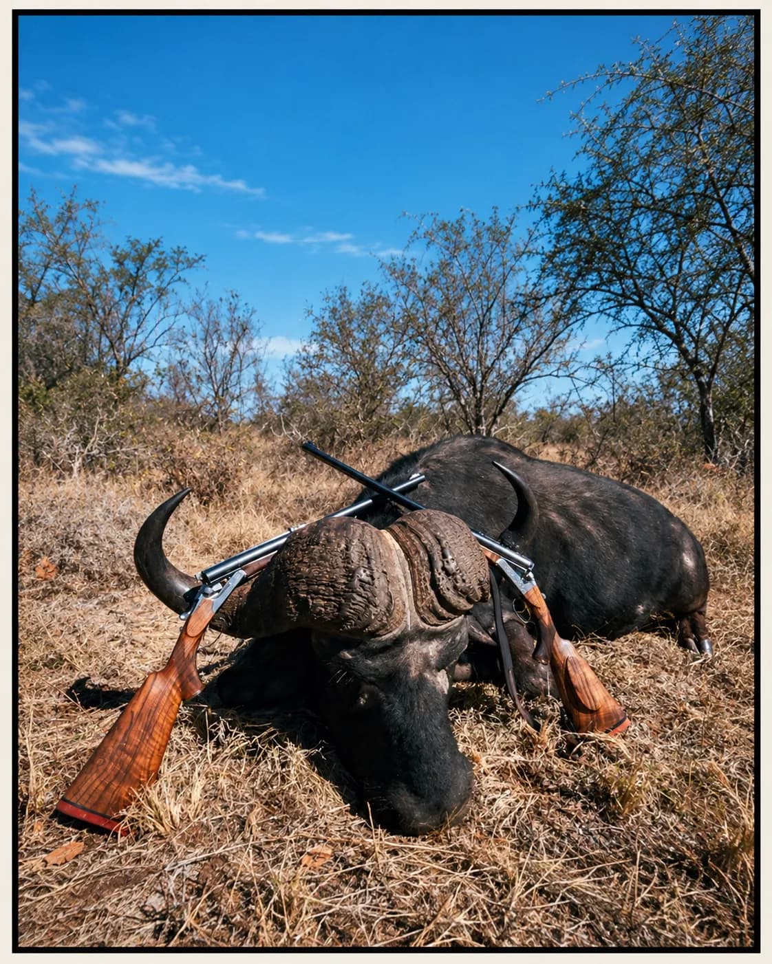 LOV CAPE BUFFALO 2027 – BEZ OGRANIČENJA TROFEJNE VELIČINE