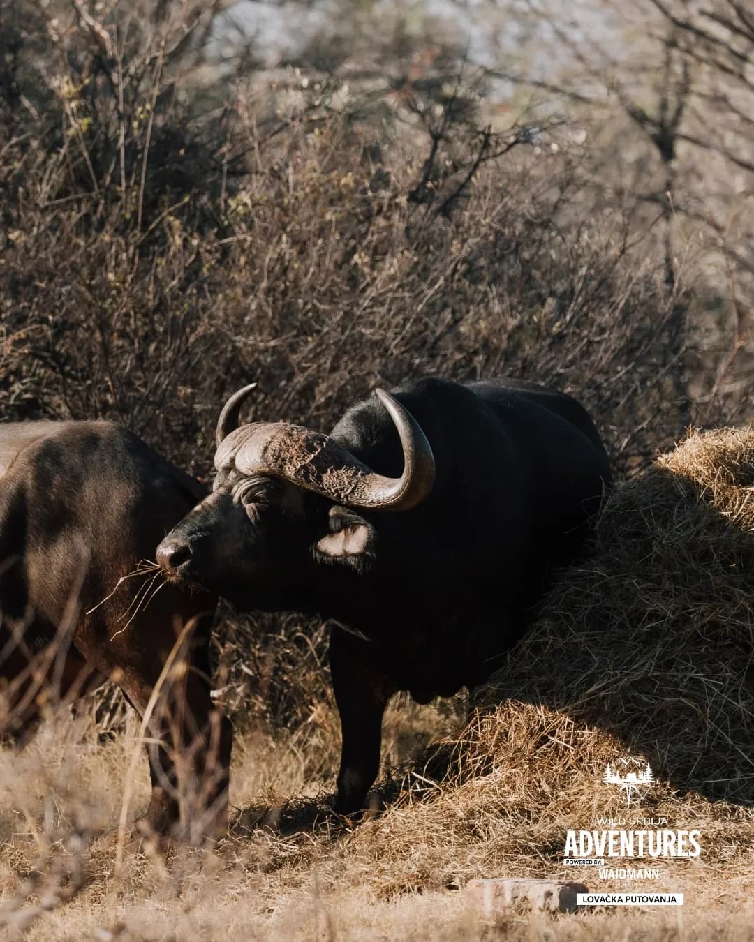 LOV CAPE BUFFALO 2026 – ALL INCLUSIVE - Poslednja prilika za 2026. godinu! 13