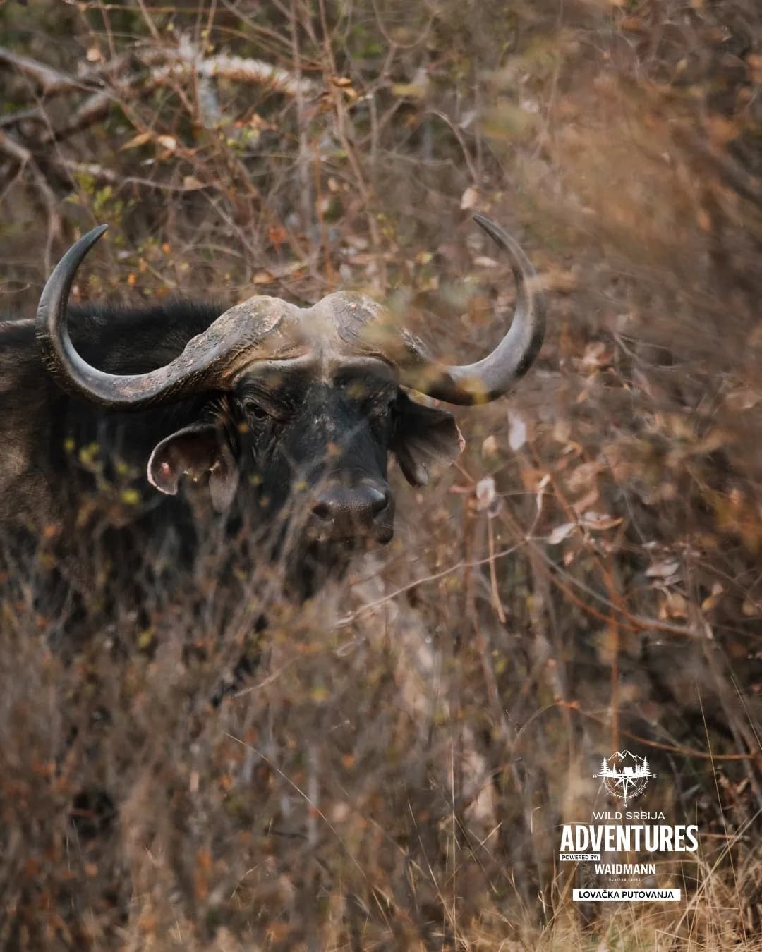 LOV CAPE BUFFALO 2027 – BEZ OGRANIČENJA TROFEJNE VELIČINE 13